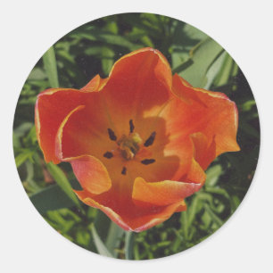 red spring flower classic round sticker
