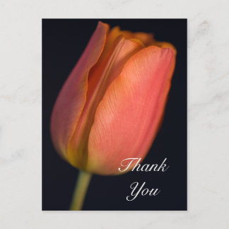 Red Spring Tulip Thank You Postcard