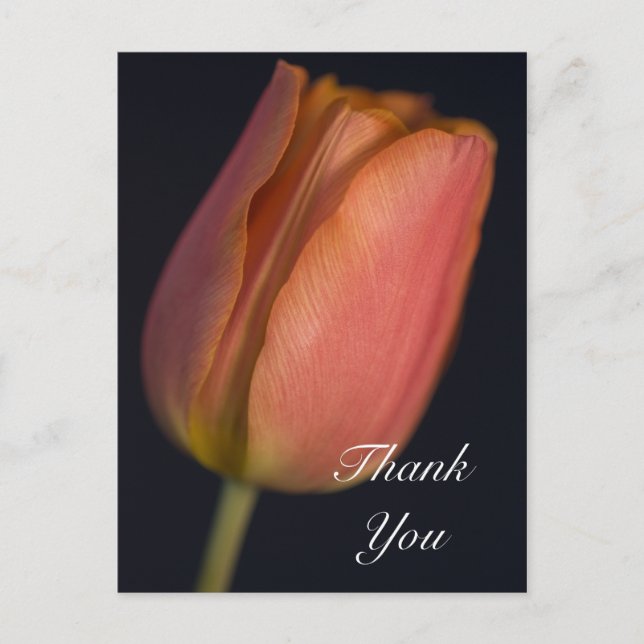 Red Spring Tulip Thank You Postcard (Front)
