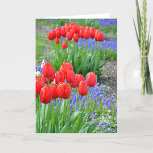 Red spring tulips floral print greeting card