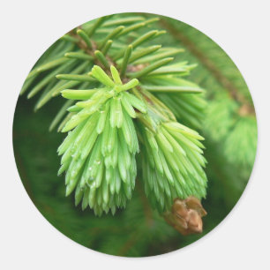 Red Spruce Sprouts Classic Round Sticker