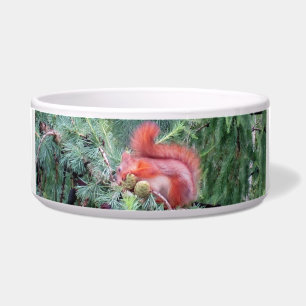 Red Squirrel