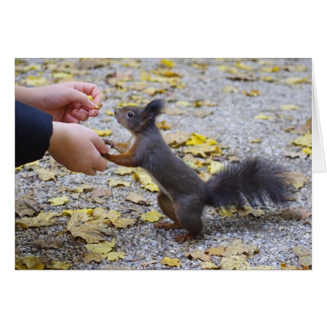 Red Squirrel (Front Horizontal)