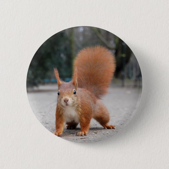 Red Squirrel 6 Cm Round Badge (Front)
