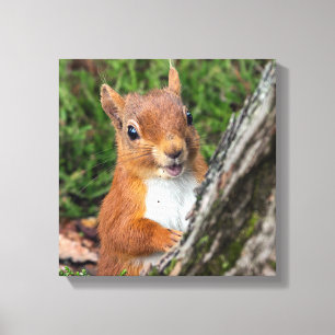 red squirrel animal print