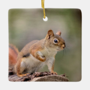 Red Squirrel Ceramic Ornament