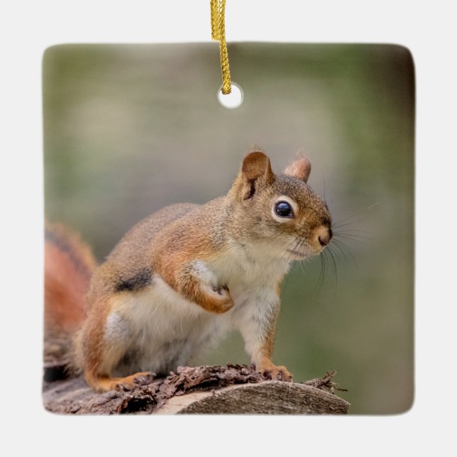 Red Squirrel Ceramic Ornament (Front)