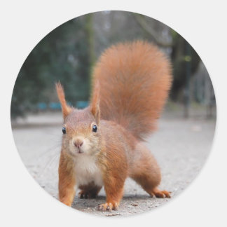 Red Squirrel Classic Round Sticker