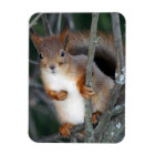 Red Squirrel Closeup