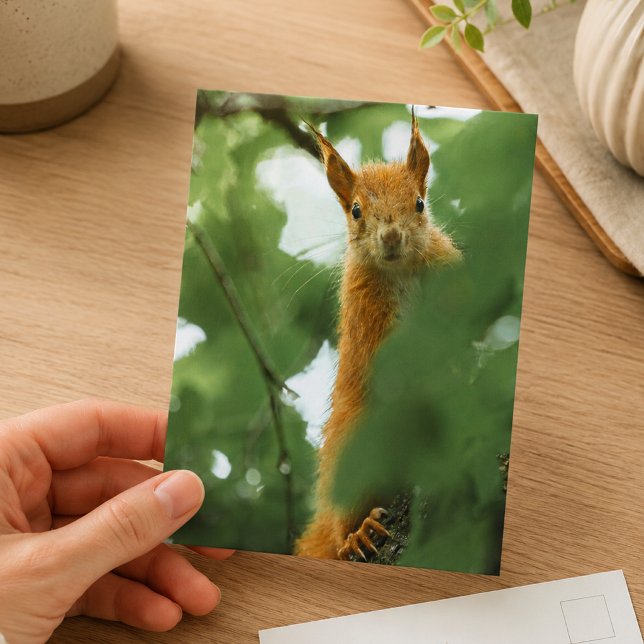 Red Squirrel Forest Wildlife Photography Postcard (Creator Uploaded)