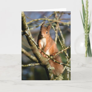 Red Squirrel in a tree Card