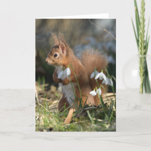 Red squirrel in Glenalmond Card