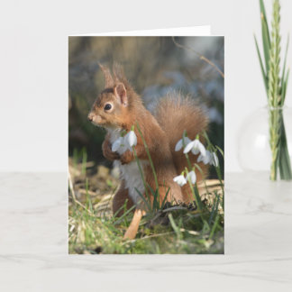 Red squirrel in Glenalmond Card