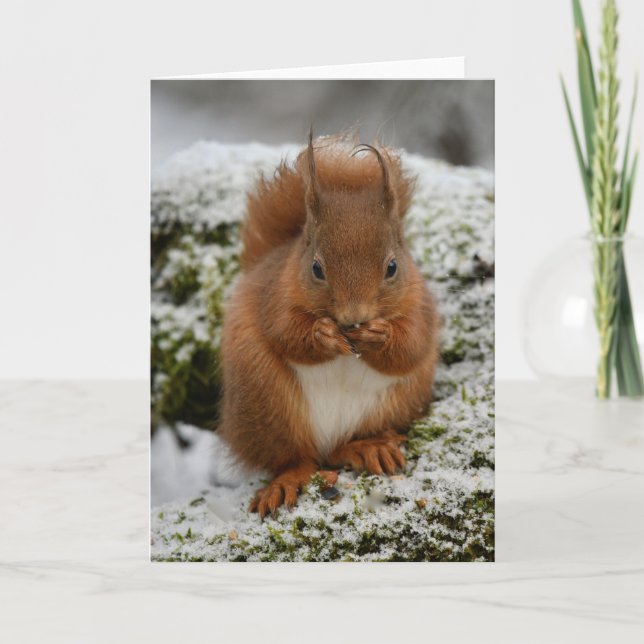 Red squirrel in Glenalmond Card (Front)