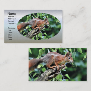 Red Squirrel in Tree Business Card