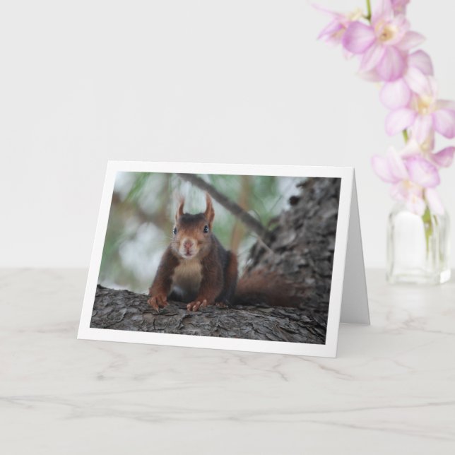 Red Squirrel in Tree Card (Orchid)