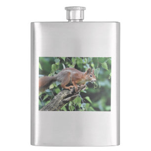 Red Squirrel in Tree Hip Flask