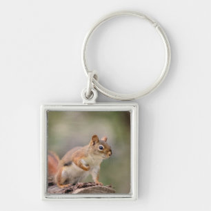 Red Squirrel Key Ring