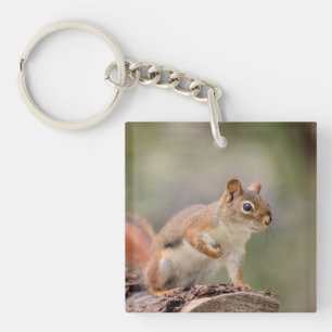 Red Squirrel Key Ring