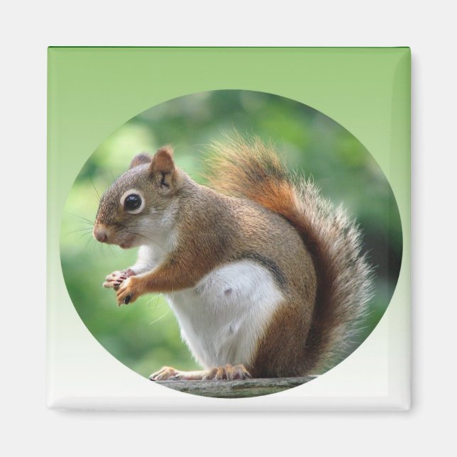 Red Squirrel Magnet (Front)
