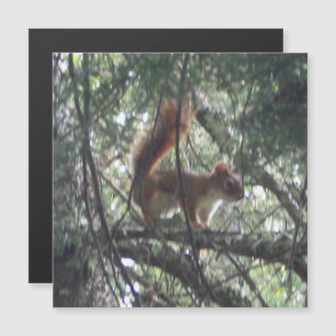 Red Squirrel Magnetic Card