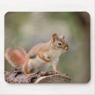 Red Squirrel Mouse Mat