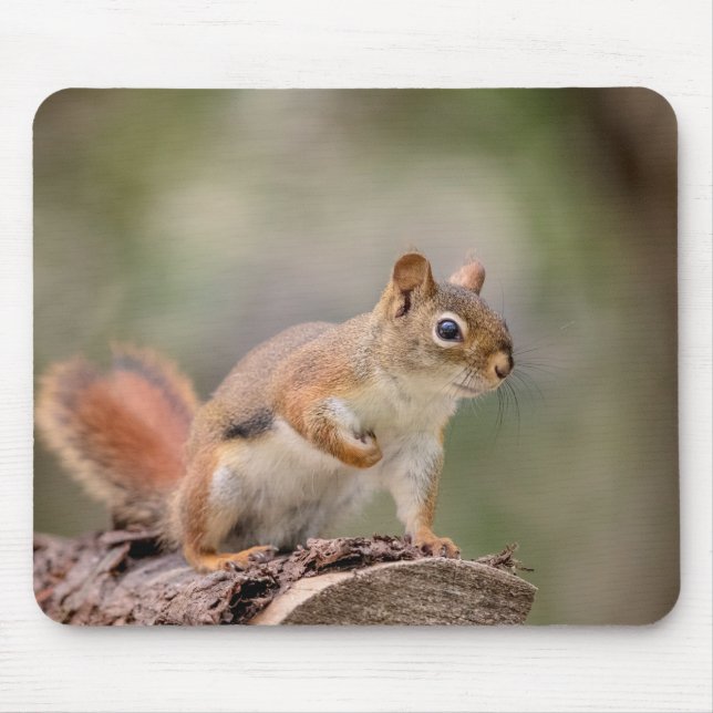 Red Squirrel Mouse Mat (Front)