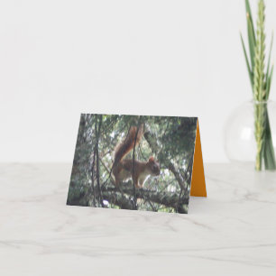 Red Squirrel Note Card