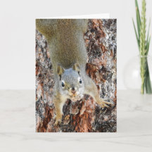 Red Squirrel Notecard