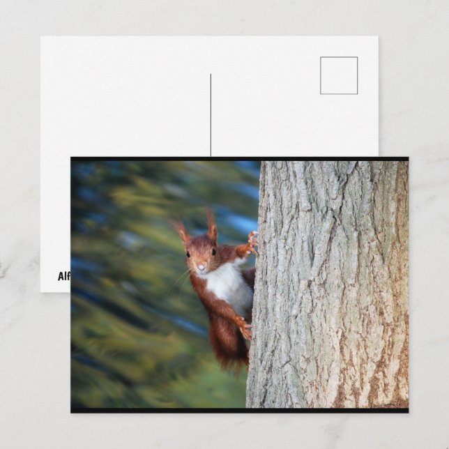 Red Squirrel on Tree Postcard (Front/Back)