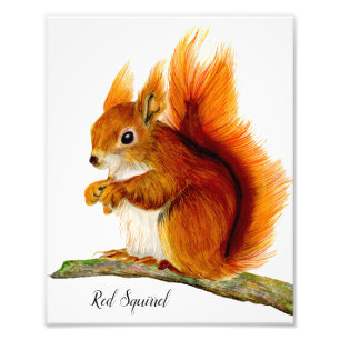 Red Squirrel Painted in Watercolor Wildlife Art Photo Print