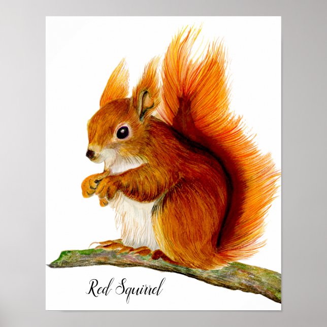 Red Squirrel Painted in Watercolor Wildlife Art Poster (Front)