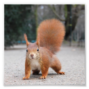 Red Squirrel Photo Print