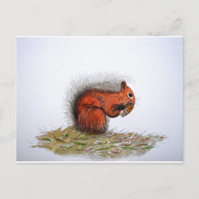 Red Squirrel pine cone Postcard (Front)