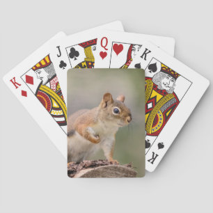 Red Squirrel Playing Cards
