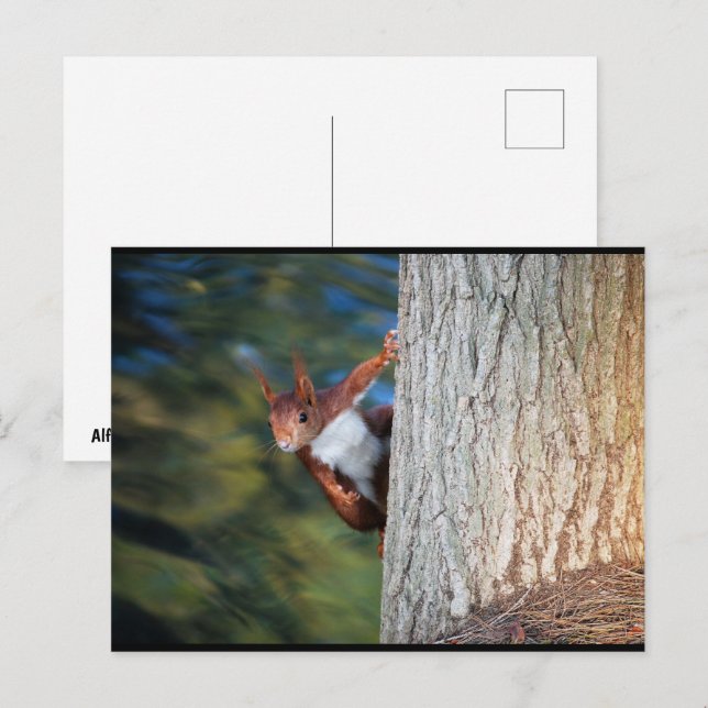 Red Squirrel Portrait Postcard (Front/Back)