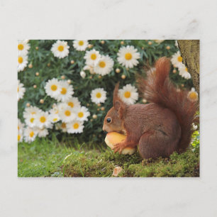 Red Squirrel Postcard