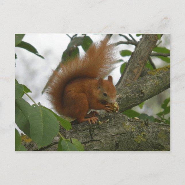 Red Squirrel Postcard (Front)