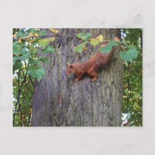 Red Squirrel Postcard