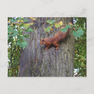 Red Squirrel Postcard
