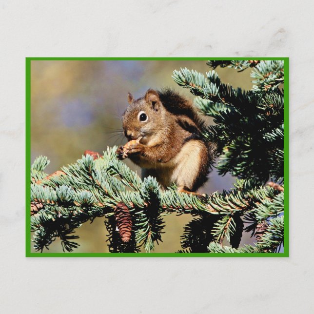 Red Squirrel Postcard (Front)