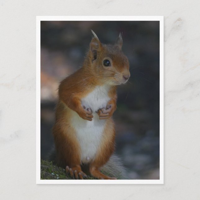 Red Squirrel Postcard (Front)