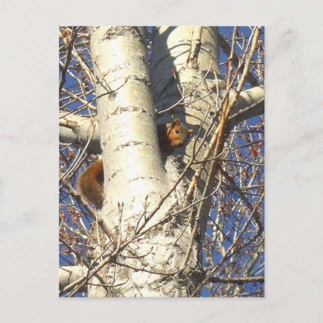 Red Squirrel postcard (Front)
