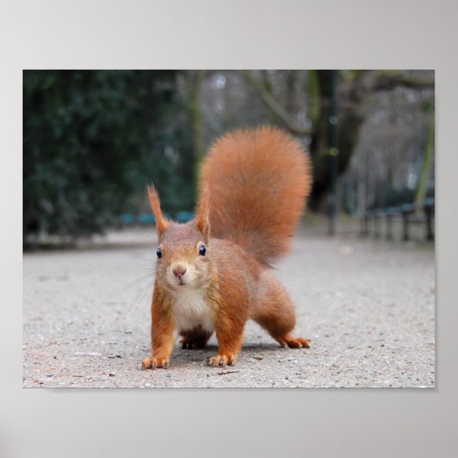 Red Squirrel Poster (Front)