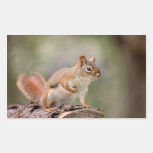Red Squirrel Rectangular Sticker