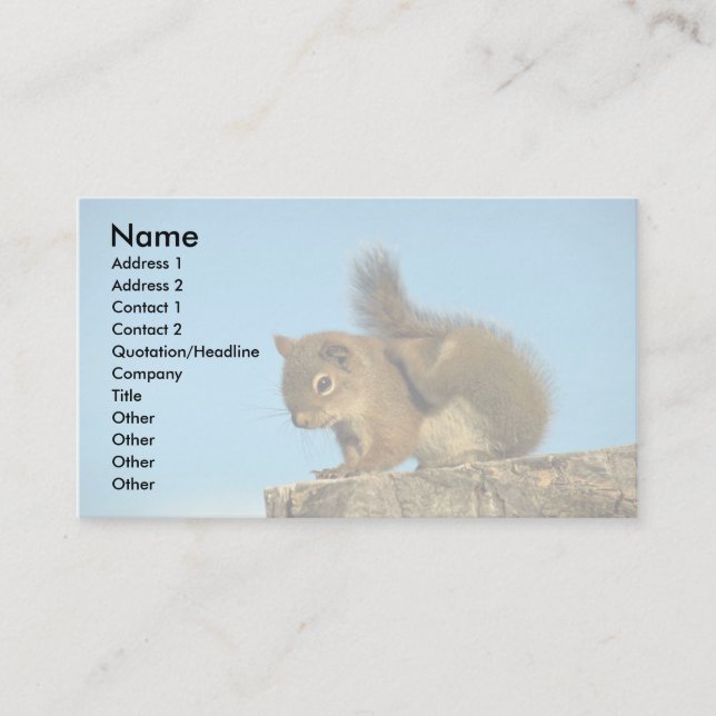 Red Squirrel scratching Business Card (Front)