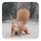 Red Squirrel