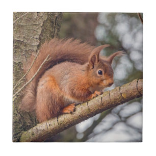 Red Squirrel Tile