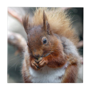 Red Squirrel Tile
