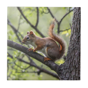 Red Squirrel Tile